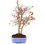 Acer palmatum, 32 cm, ± 7 jaar oud