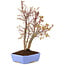 Acer palmatum, 32 cm, ± 7 Jahre alt