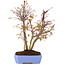 Acer palmatum, 32 cm, ± 7 anni