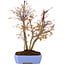 Acer palmatum, 32 cm, ± 7 Jahre alt