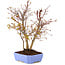 Acer palmatum, 32 cm, ± 7 Jahre alt