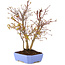 Acer palmatum, 32 cm, ± 7 years old