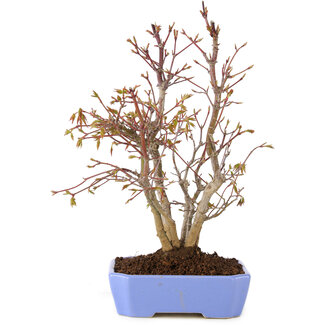 Acer palmatum, 31 cm, ± 7 Jahre alt