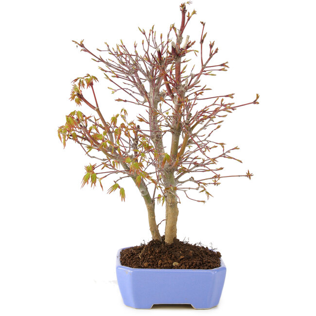 Acer palmatum, 32 cm, ± 7 anni