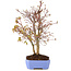 Acer palmatum, 32 cm, ± 7 años