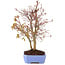 Acer palmatum, 32 cm, ± 7 Jahre alt