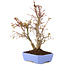 Acer palmatum, 31 cm, ± 7 años