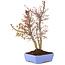 Acer palmatum, 32 cm, ± 7 Jahre alt