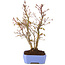 Acer palmatum, 31 cm, ± 7 years old