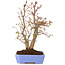 Acer palmatum, 31 cm, ± 7 years old