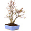 Acer palmatum, 31 cm, ± 7 jaar oud