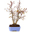Acer palmatum, 31 cm, ± 7 años
