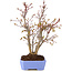 Acer palmatum, 31 cm, ± 7 years old