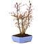 Acer palmatum, 31 cm, ± 7 years old