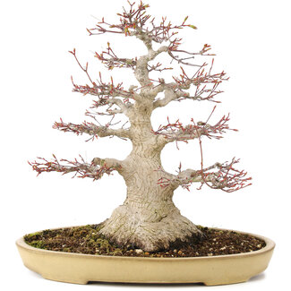 Acer palmatum, 38 cm, ± 30 anni
