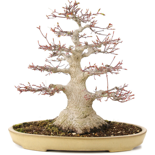 Acer palmatum, 38 cm, ± 30 years old, with a nebari of 16 cm in a Japanese pot by Reihou with crack