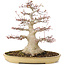Acer palmatum, 38 cm, ± 30 años, con nebari de 16 cm en maceta japonesa de Reihou con crack