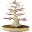 Acer palmatum, 38 cm, ± 30 jaar oud, met een nebari van 16 cm in een Japanse pot van Reihou met barst