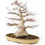 Acer palmatum, 38 cm, ± 30 years old, with a nebari of 16 cm in a Japanese pot by Reihou with crack