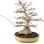 Acer palmatum, 38 cm, ± 30 años, con nebari de 16 cm en maceta japonesa de Reihou con crack