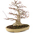 Acer palmatum, 38 cm, ± 30 anni, con un nebari di 16 cm in un vaso giapponese di Reihou con crepa