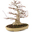 Acer palmatum, 38 cm, ± 30 years old, with a nebari of 16 cm in a Japanese pot by Reihou with crack