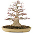 Acer palmatum, 38 cm, ± 30 years old, with a nebari of 16 cm in a Japanese pot by Reihou with crack