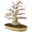 Acer palmatum, 38 cm, ± 30 jaar oud, met een nebari van 16 cm in een Japanse pot van Reihou met barst