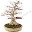 Acer palmatum, 38 cm, ± 30 years old, with a nebari of 16 cm in a Japanese pot by Reihou with crack