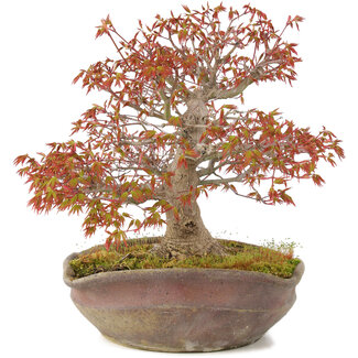 Acer palmatum, 31 cm, ± 20 jaar oud