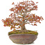 Acer palmatum, 31 cm, ± 20 jaar oud, in handgemaakte Japanse nanban pot