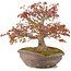 Acer palmatum, 31 cm, ± 20 ans, dans un pot nanban japonais fait à la main