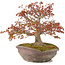 Acer palmatum, 31 cm, ± 20 jaar oud, in handgemaakte Japanse nanban pot
