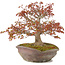 Acer palmatum, 31 cm, ± 20 years old, in a handmade Japanese nanban pot