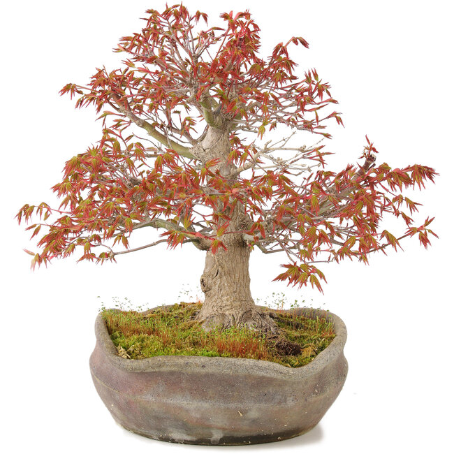 Acer palmatum, 31 cm, ± 20 anni, in vaso nanban giapponese fatto a mano