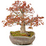 Acer palmatum, 31 cm, ± 20 años, en una olla nanban japonesa hecha a mano