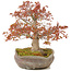 Acer palmatum, 31 cm, ± 20 jaar oud, in handgemaakte Japanse nanban pot