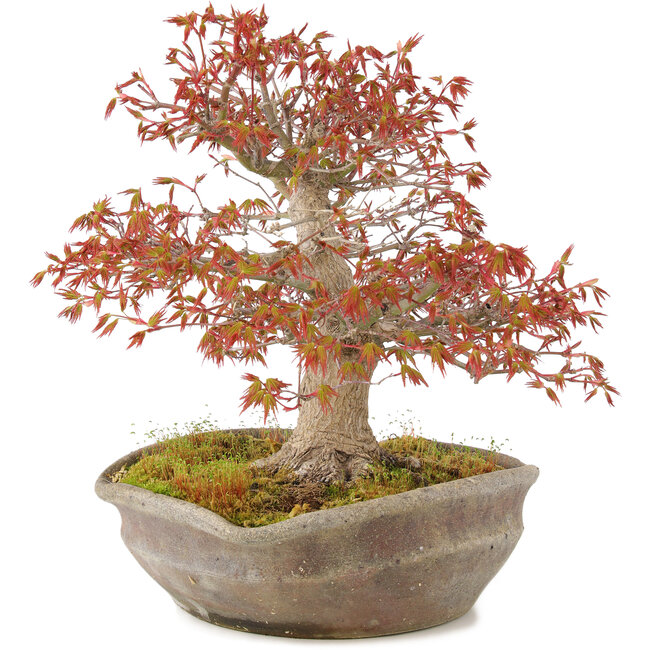 Acer palmatum, 31 cm, ± 20 años, en una olla nanban japonesa hecha a mano
