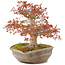 Acer palmatum, 31 cm, ± 20 anni, in vaso nanban giapponese fatto a mano