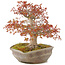 Acer palmatum, 31 cm, ± 20 jaar oud, in handgemaakte Japanse nanban pot