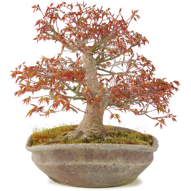 Acer palmatum, 31 cm, ± 20 jaar oud, in handgemaakte Japanse nanban pot