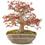 Acer palmatum, 31 cm, ± 20 jaar oud, in handgemaakte Japanse nanban pot