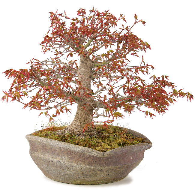 Acer palmatum, 31 cm, ± 20 anni, in vaso nanban giapponese fatto a mano