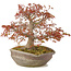 Acer palmatum, 31 cm, ± 20 jaar oud, in handgemaakte Japanse nanban pot