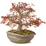 Acer palmatum, 31 cm, ± 20 years old, in a handmade Japanese nanban pot