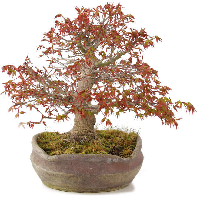 Acer palmatum, 31 cm, ± 20 años, en una olla nanban japonesa hecha a mano