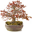 Acer palmatum, 31 cm, ± 20 ans, dans un pot nanban japonais fait à la main