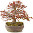 Acer palmatum, 31 cm, ± 20 jaar oud, in handgemaakte Japanse nanban pot