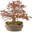 Acer palmatum, 31 cm, ± 20 years old, in a handmade Japanese nanban pot