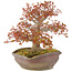 Acer palmatum, 31 cm, ± 20 anni, in vaso nanban giapponese fatto a mano